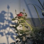 DX Stem